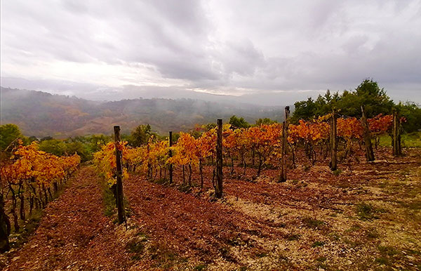vigna_20260627_150745_b9b124.jpg